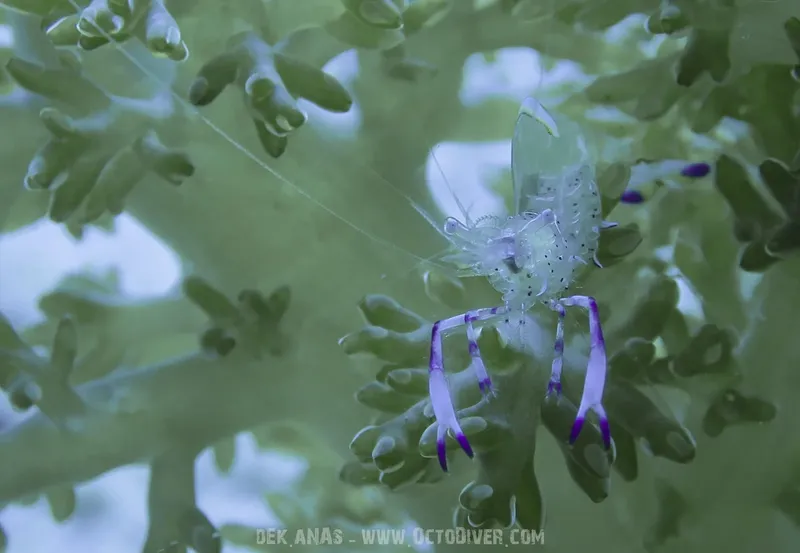 Crevette transparente accrochée à de la végétation marine sous-marine