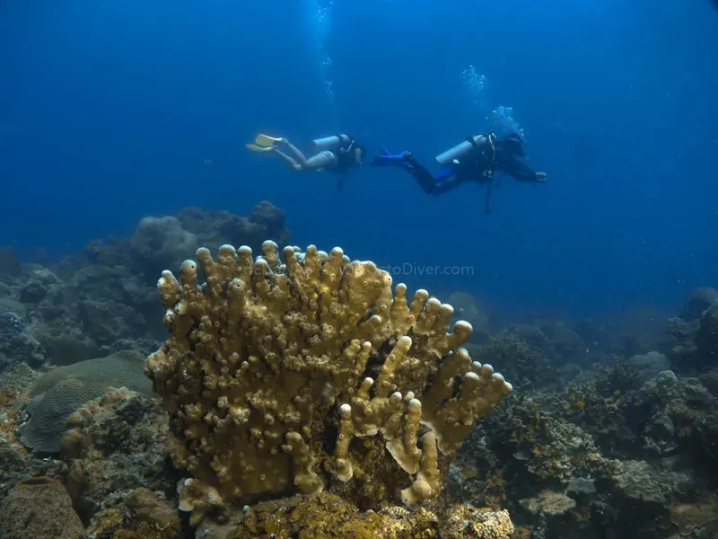 Deux plongeurs explorent un récifal corallien en eau bleue claire