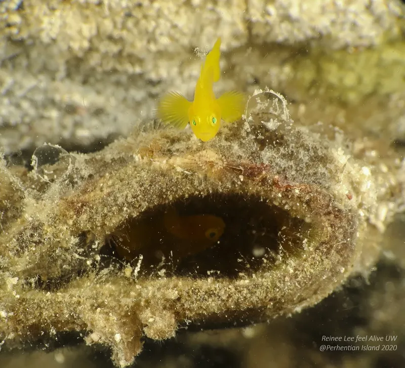 Petit poisson jaune se cache dans une ouverture rocheuse sous-marine