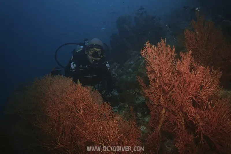 Plongeur explorant un récif corallien avec des gorgones rouges