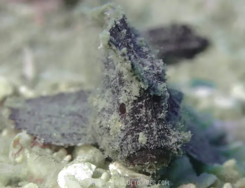 Poisson-feuille camouflé sur un fond rocheux et corallien en mer