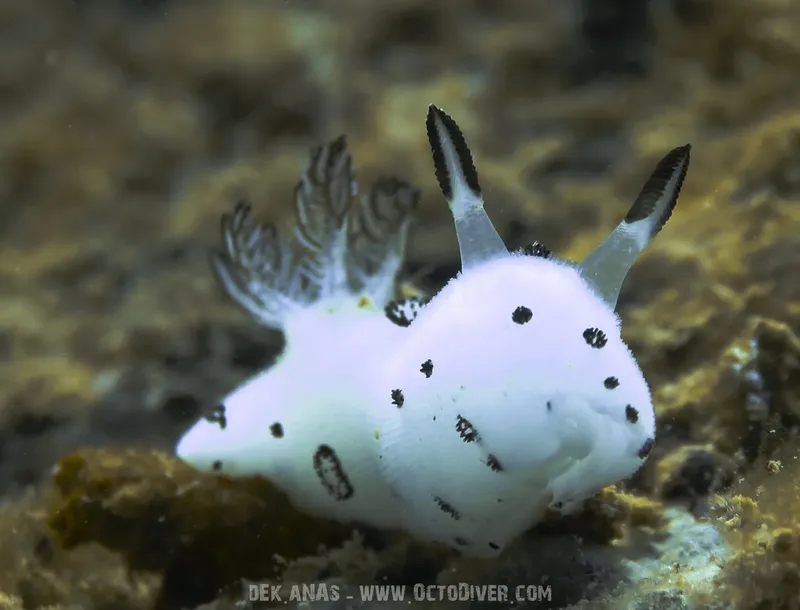 Nudibranche blanche et noire sur fond rocheux sous-marin