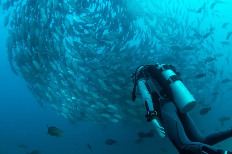 Plongeur au milieu d'un banc de poissons argentés en mer