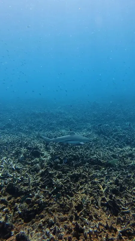 Requin nageant au-dessus d'un récifal corallien dans l'eau bleue