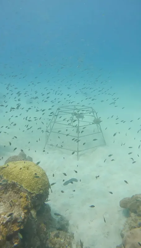 Structure métallique immergée entourée d'un banc de petits poissons