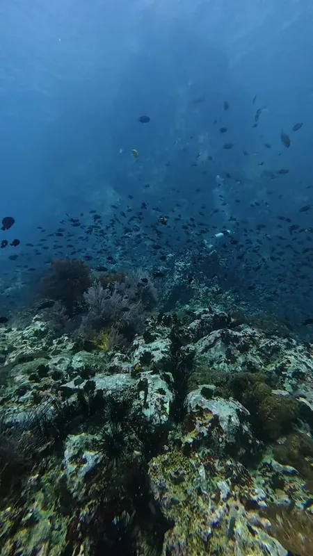 Banc de poissons au-dessus d'un récif corallien rocheux en plongée