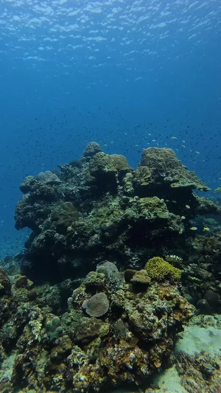 Recif corallien sous-marin avec des coraux et des petits poissons bleus