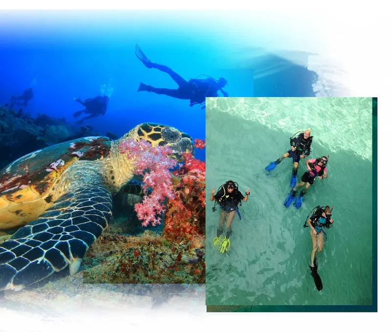 Plongeurs et tortues marines évoluent dans un récif corallien coloré