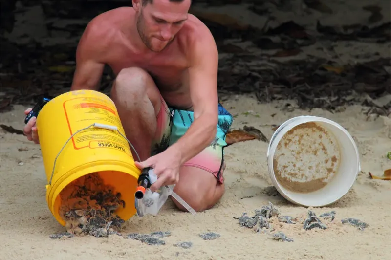 Un homme libère de jeunes tortues marines sur une plage de sable