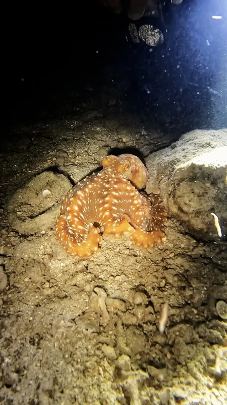 Pieuvre tachetée reposant sur le fond marin rocheux et sablonneux