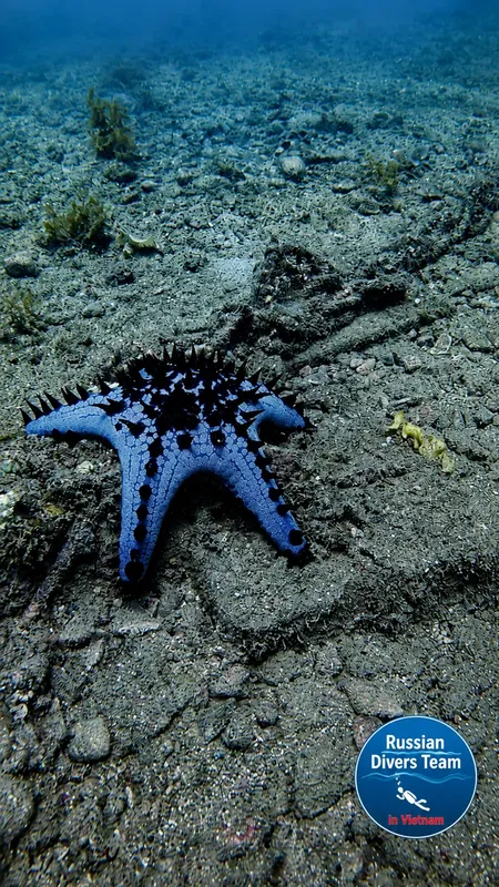 Étoile de mer bleue et noire sur fond sablonneux sous-marin
