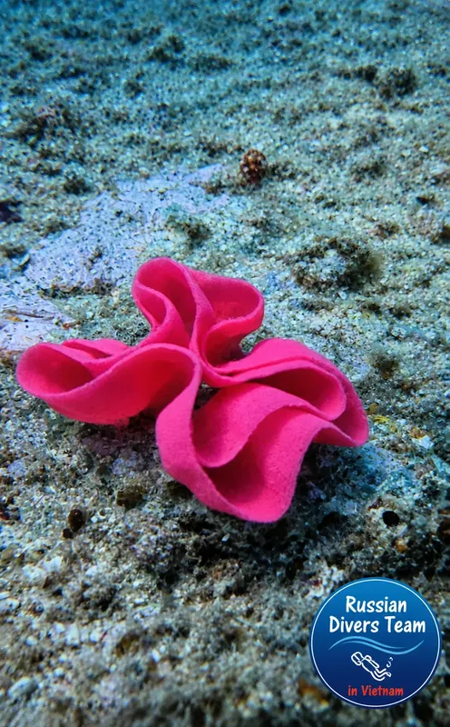 Étoile de mer rose vif posée sur un fond sablonneux clair