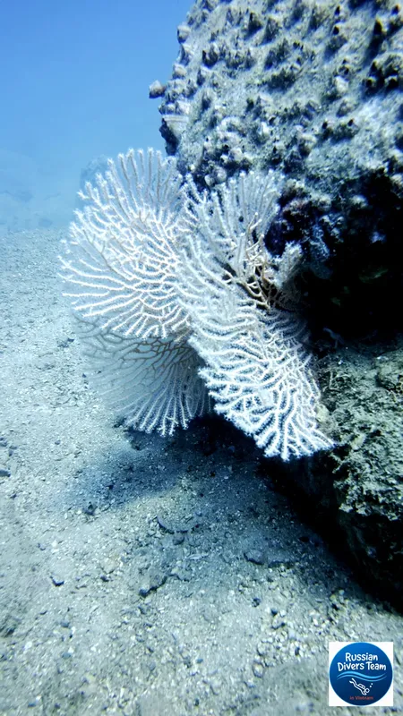 Coraux gorgones blancs sur fond sableux, récif corallien ensoleillé