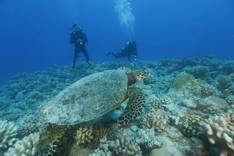 Deux plongeurs observent une tortue marine au-dessus d'un récif corallien