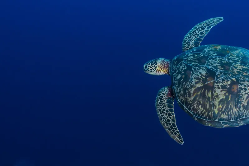 Tortue marine nageant paisiblement dans les eaux bleues de l'océan