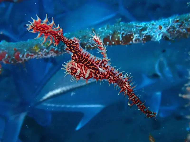 Un poisson-feuille rouge et blanc nage dans l'eau bleue