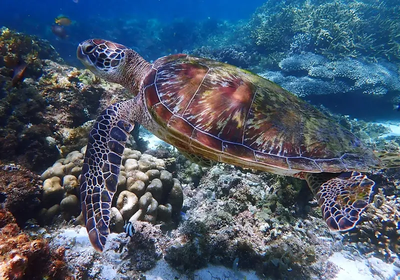 Tortue marine nageant au milieu d'un récif corallien coloré