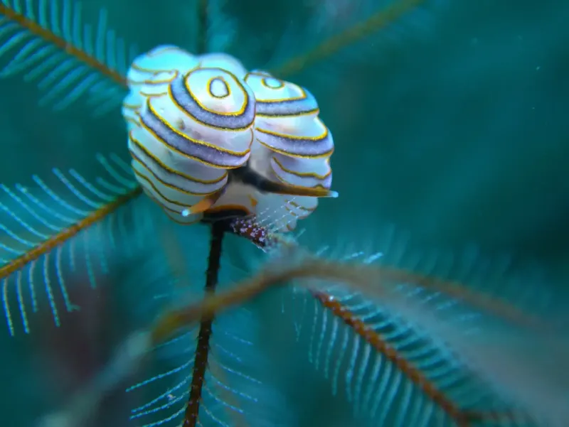 Nudibranche colorée avec motifs circulaires sur une plante marine