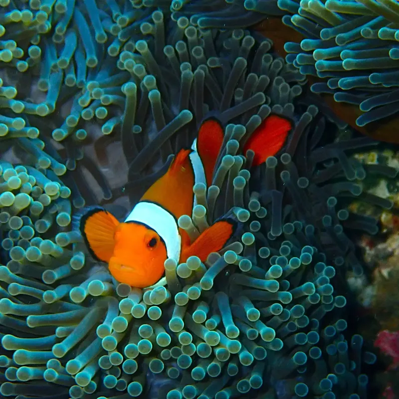Deux poissons clowns nageant au milieu d'une anémone de mer colorée