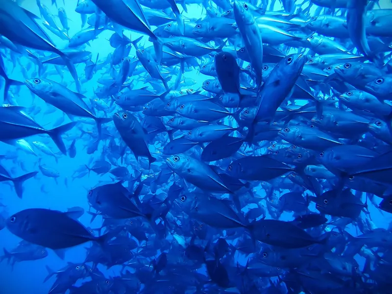 Banc de carangues argentés nageant en formation dans l'eau bleue