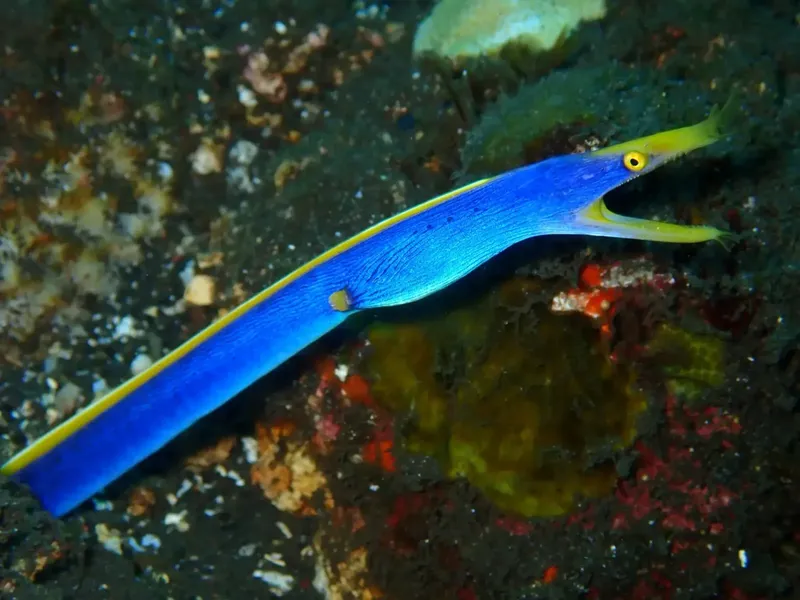 Murène ruban bleue et jaune, corps allongé, habitat rocheux sous-marin