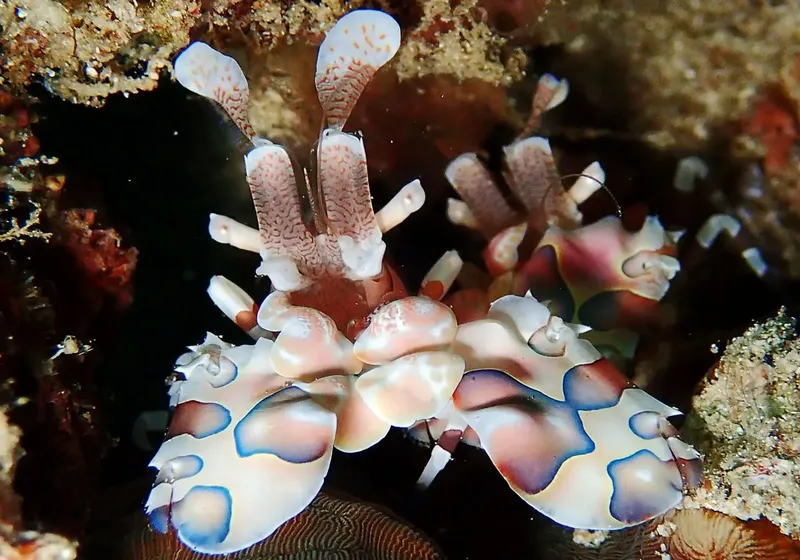 Nudibranche colorée sur un fond rocheux corallien en milieu marin
