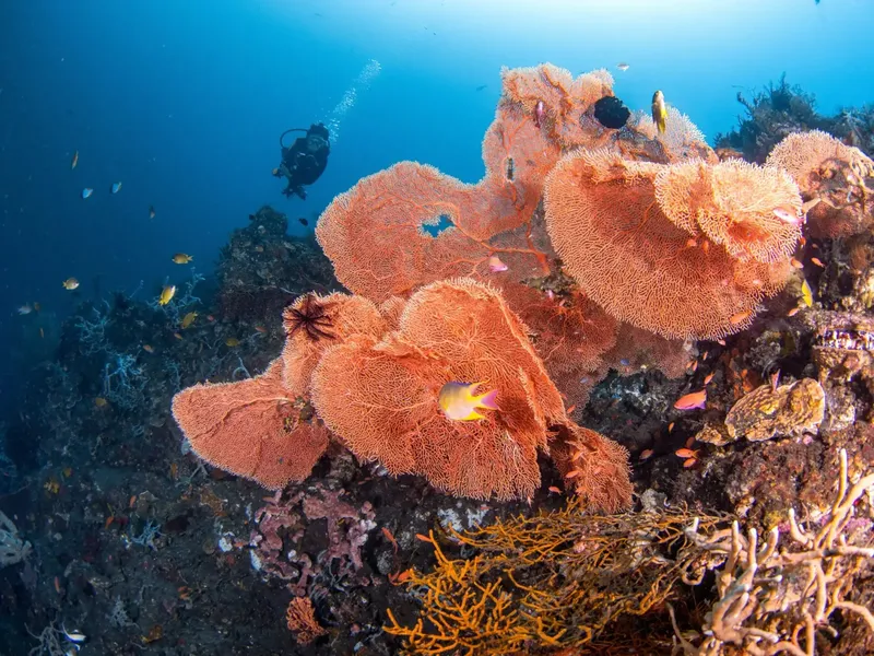 Plongeur explorant un récif corallien luxuriant avec des gorgones orange et poissons