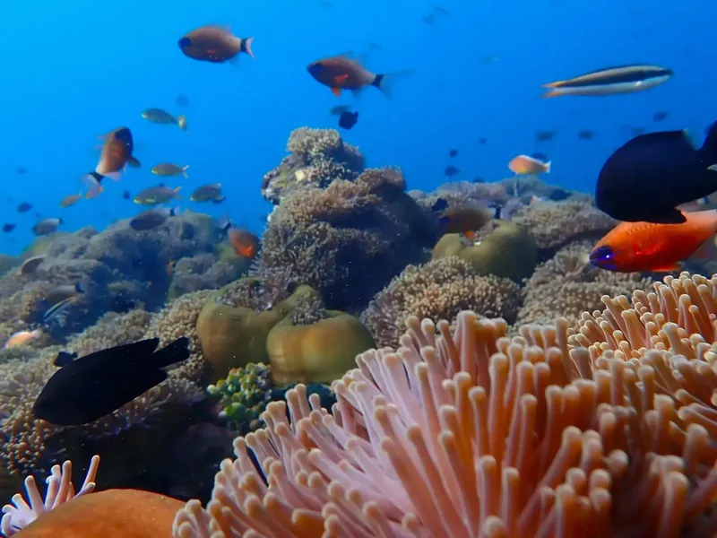 Banc de poissons colorés nageant au milieu d'un récif corallien