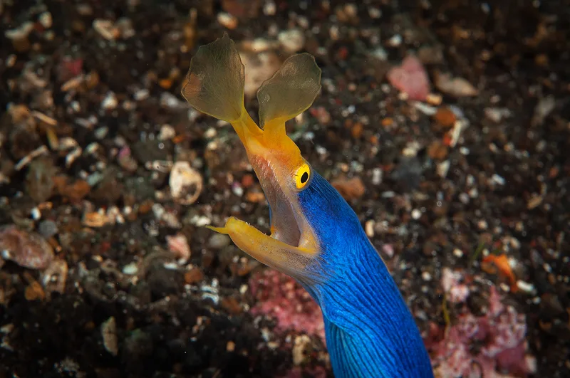 Poisson serpent bleu et jaune, bouche ouverte, habitat rocheux sous-marin