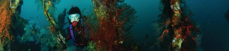 Plongeur explorant une épave colonisée par des gorgones rouges