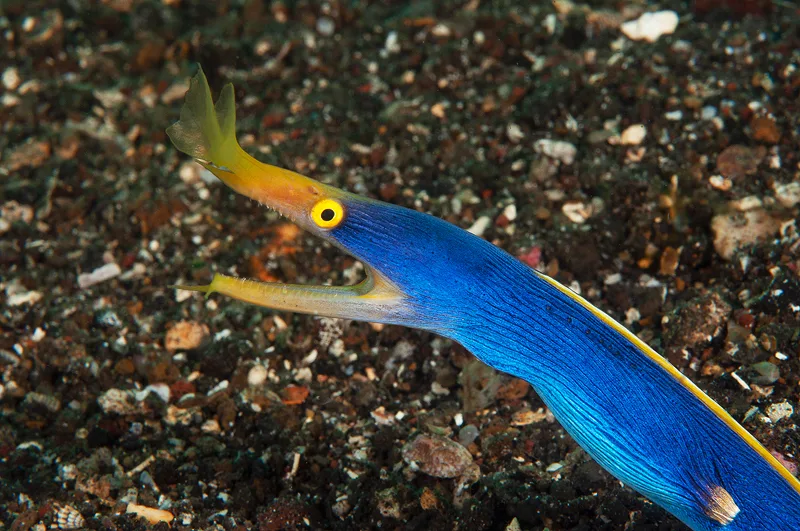 Murène pennée bleue et jaune, gueule ouverte, fond sableux sombre