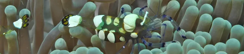 Crevettes et poissons clowns dans une anémone de mer colorée