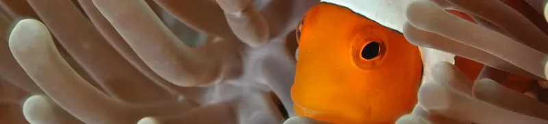 Poisson clown orange se cache dans les tentacules d'une anémone