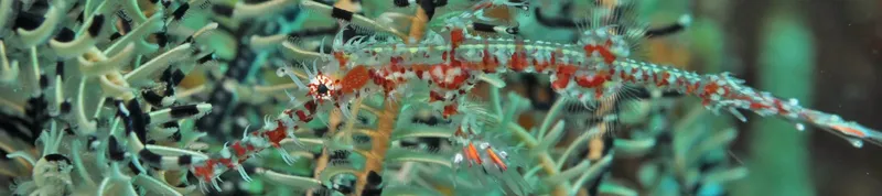 Crevette zébrée et autres invertébrés marins sur corail mou
