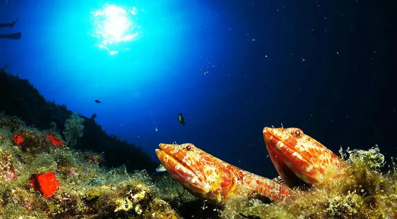 Deux murènes tachetées émergent d'un fond rocheux et algal en mer