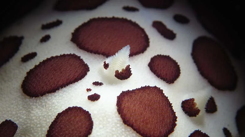 Nudibranche blanche et marron sur fond sombre, détails macro sous-marin