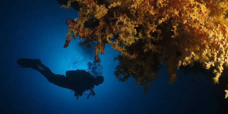 Plongeur explorant un récif corallien sous l'eau, lumière bleutée