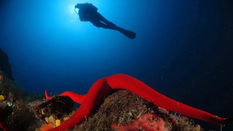 Plongeur au-dessus d'une étoile de mer rouge sur fond marin bleu