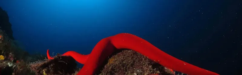 Grande nudibranche rouge serpentine sur fond rocheux bleu profond