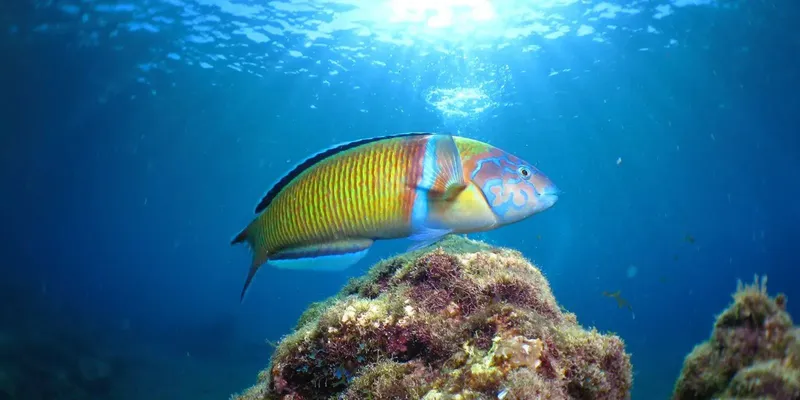Poisson de récif coloré se reposant sur une roche sous-marine
