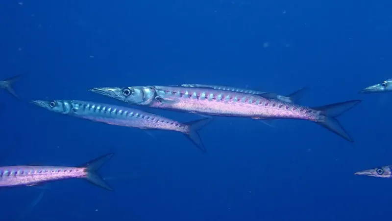 Bancs de poissons-aiguilles argentés nageant dans l'eau bleue profonde