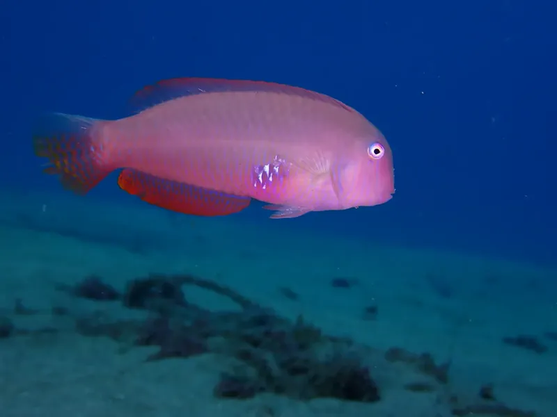 Poisson rose et rouge nageant dans un environnement marin bleu