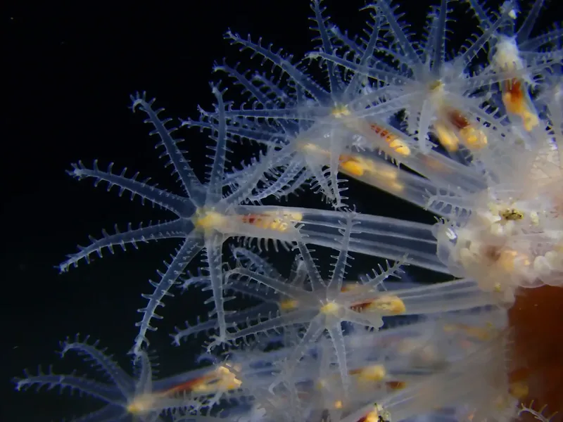 Crinoïde, animal marin fragile aux bras ramifiés, sur fond sombre