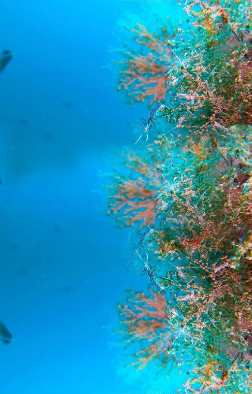 Gorgones colorées et poissons serpentant dans l'eau bleue