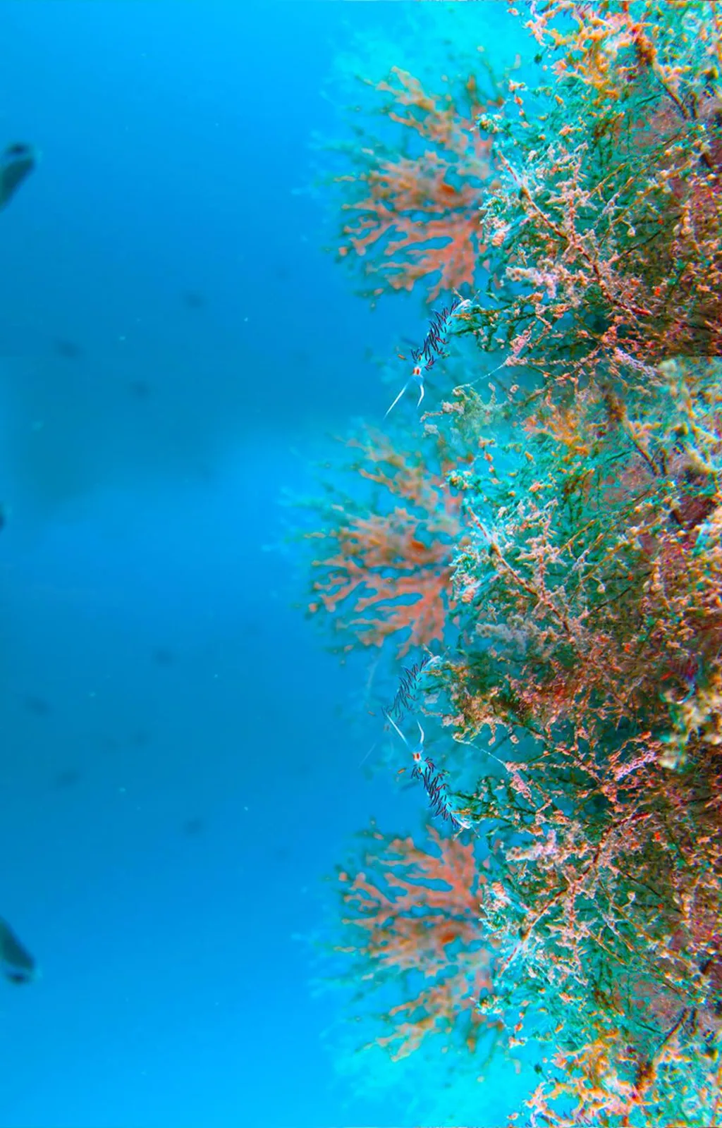 West Coast Divers Mallorca - PADI Dive Resort , Tauchschule, Centro de Buceo, Diving Centre