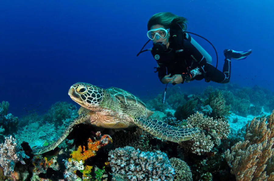 Plongeuse nageant avec une tortue marine au-dessus d'un récif corallien