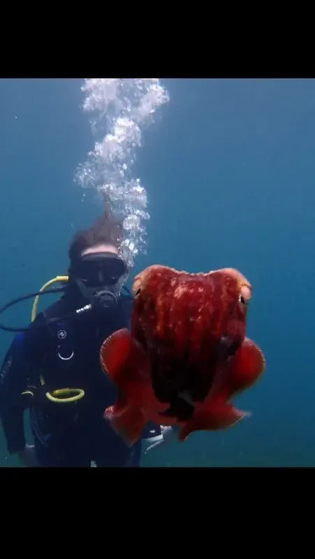 Plongeur face à face avec une seiche rouge en milieu marin