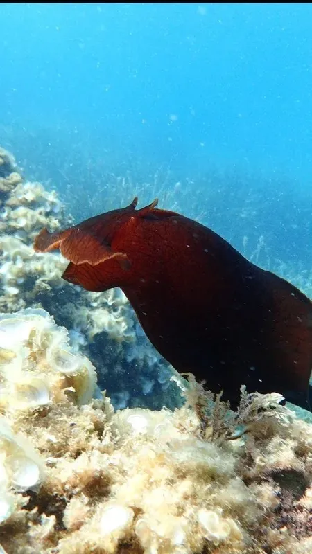 Un poisson serpent brun se nourrit sur un fond rocheux sous-marin
