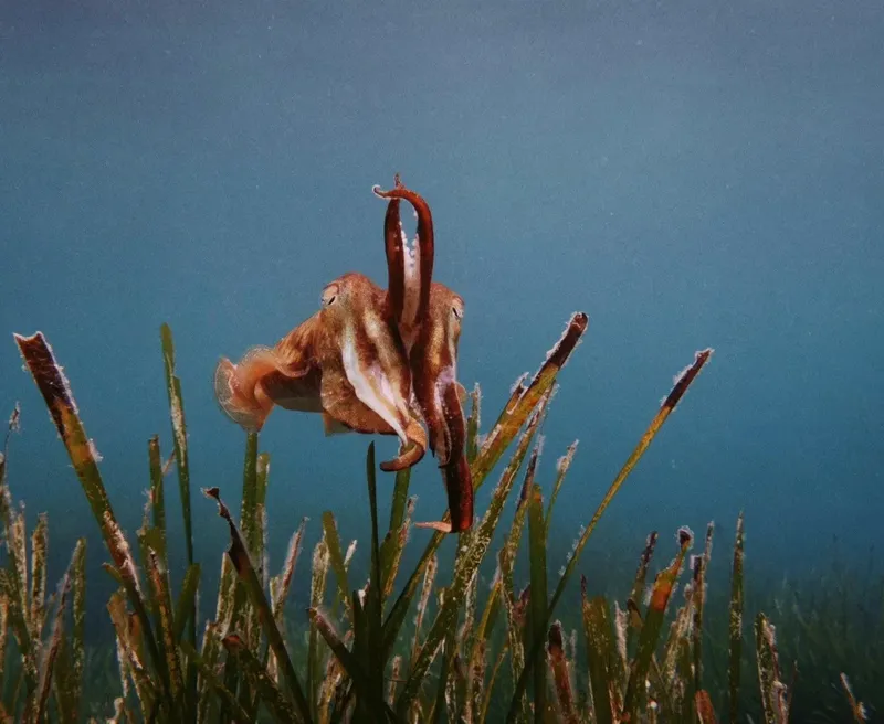 Pieuvre se dressant au milieu d'herbiers marins, fond bleu flou