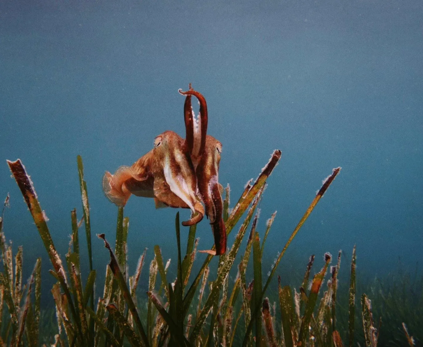 Pieuvre se dressant au milieu d'herbiers marins, fond bleu flou